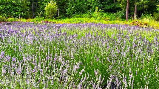 The Lavender