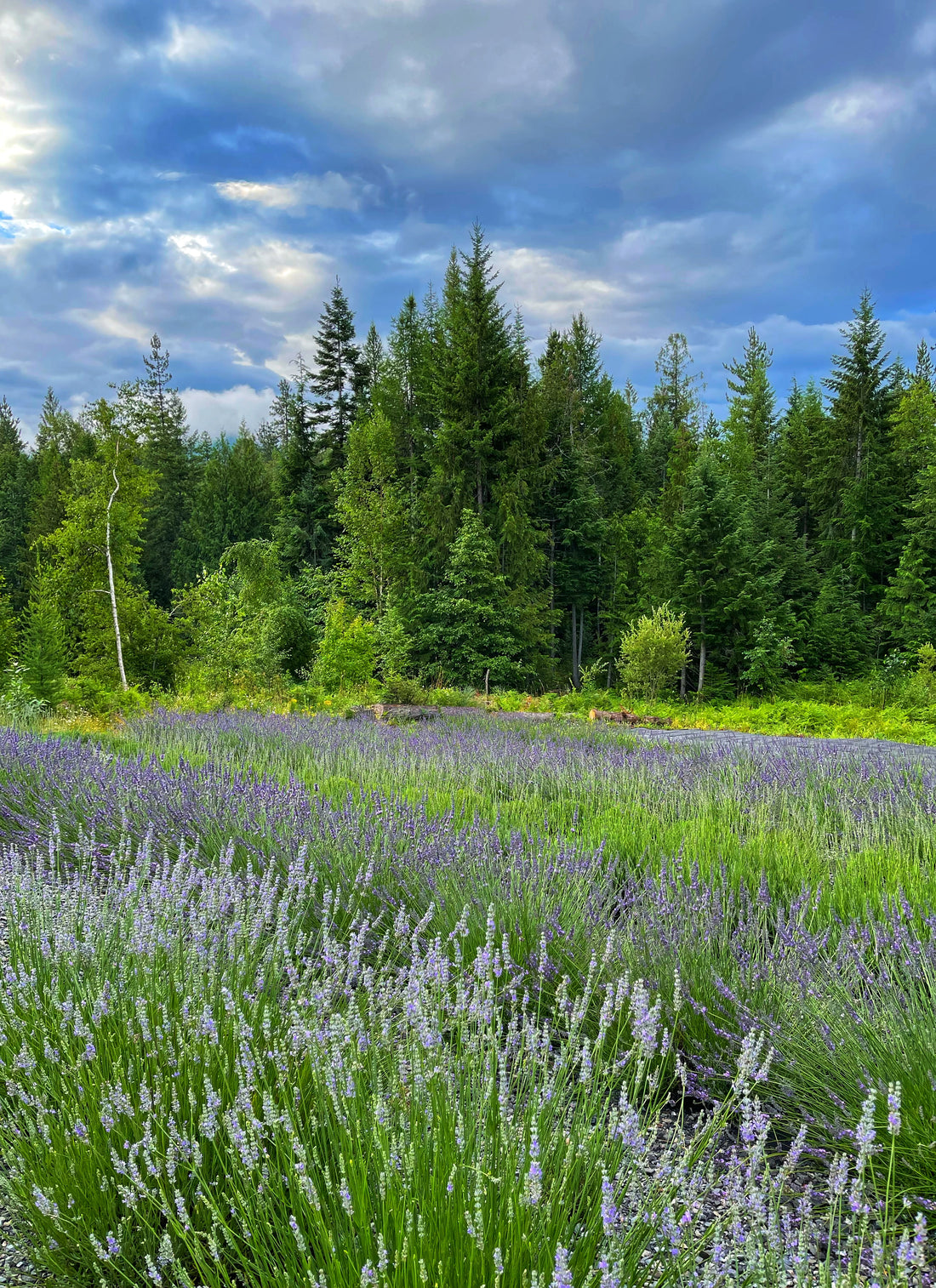 Healing with Lavender: Nature's Antidote to Stressful Times