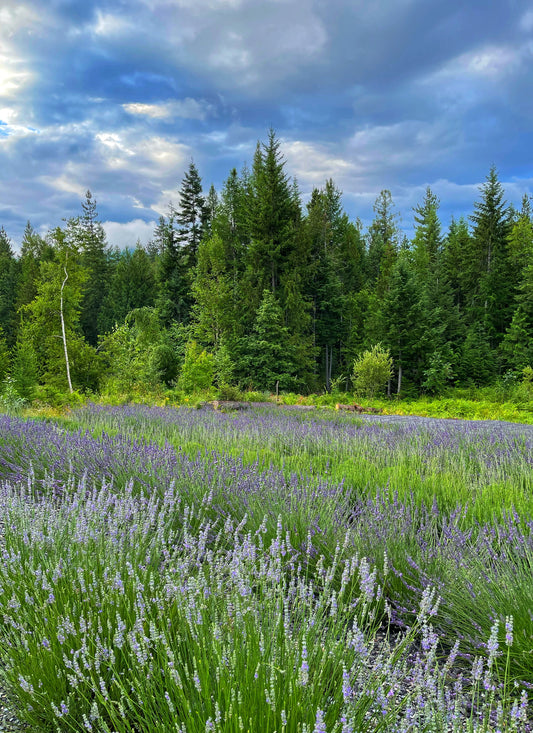 Healing with Lavender: Nature's Antidote to Stressful Times