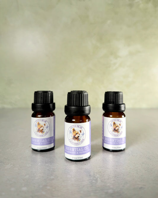 Lavender Essential Oil